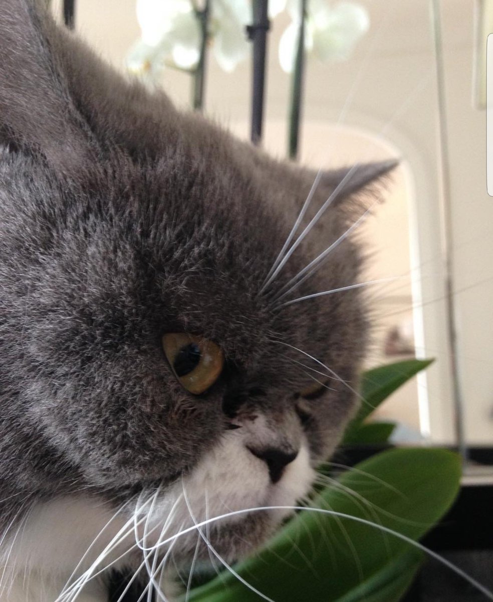 JusteLechat's tweet image. 