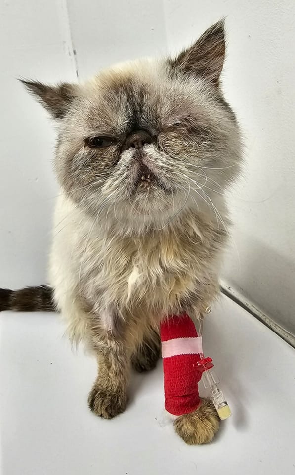 Bradford Cat Watch Rescue on Twitter "New(ish) arrival .. This is little Skillet. Poor Skillet