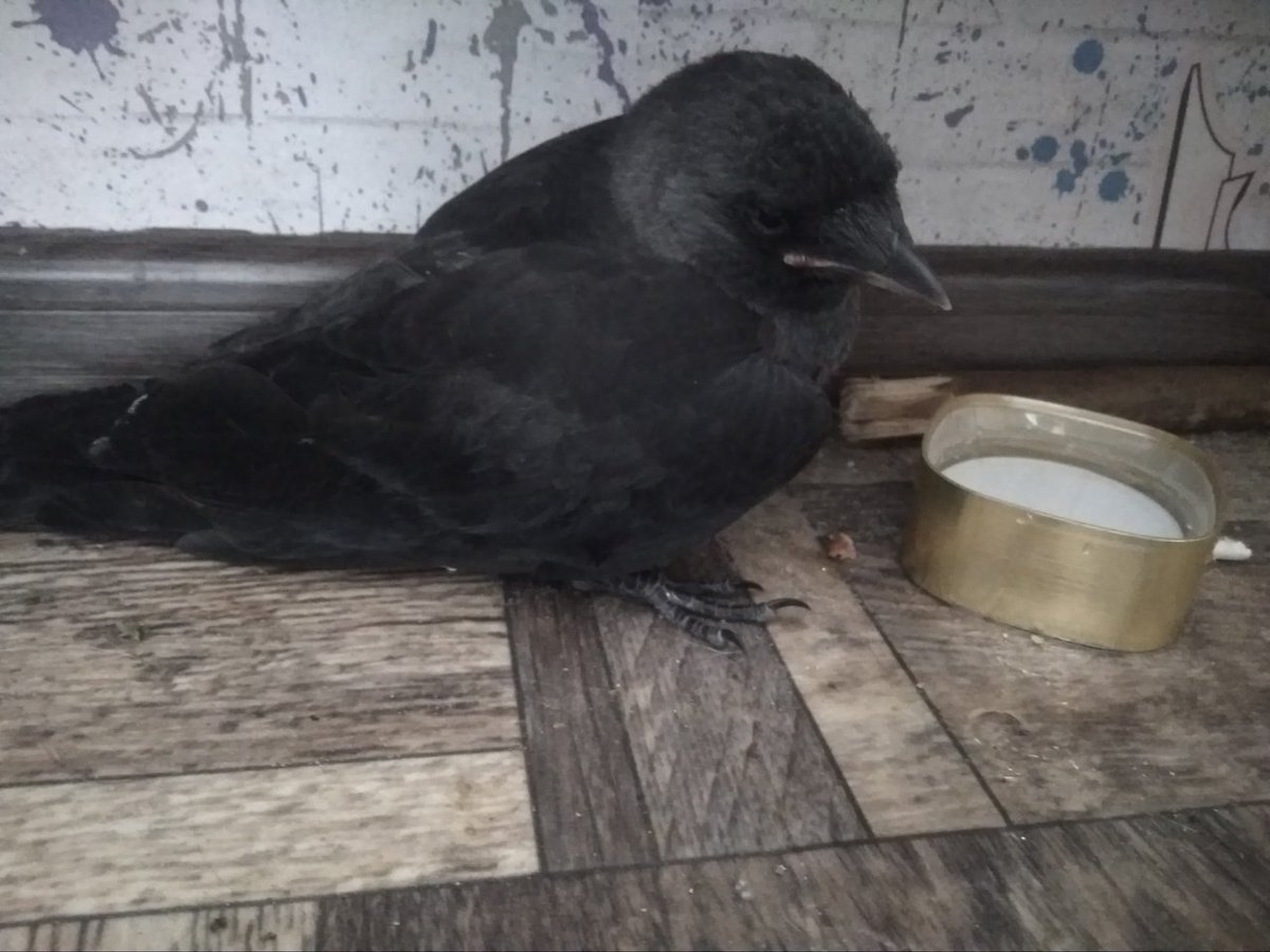 ComradeDragonBy's tweet photo. birb https://t.co/PQhSF1QWOW