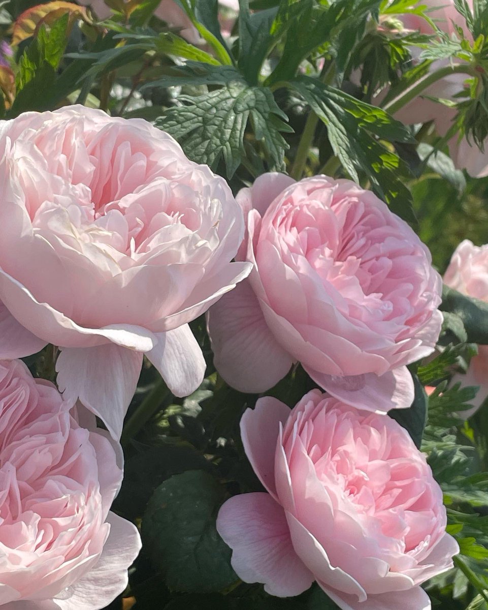 Christopher De Koning tweet media