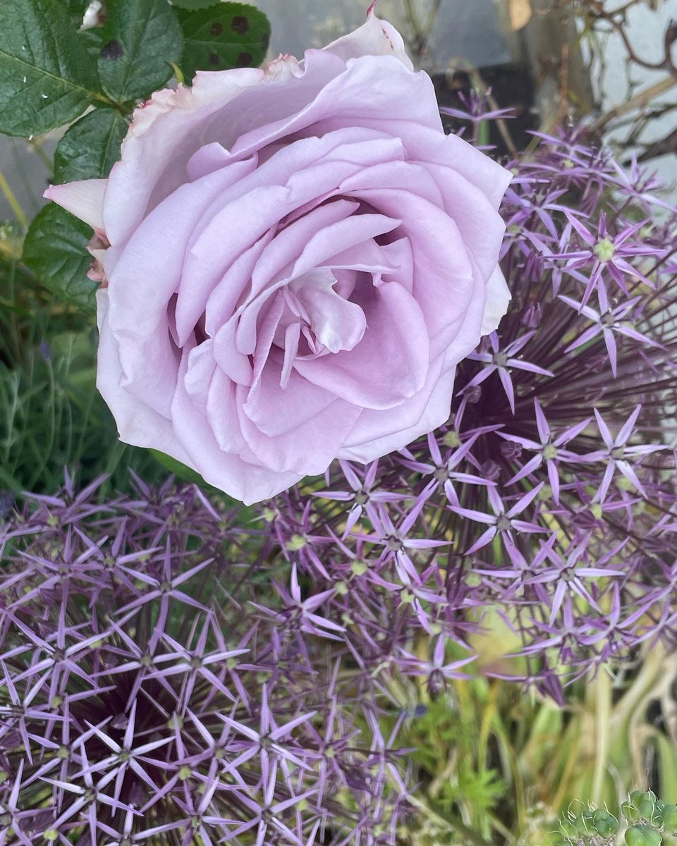 Christopher De Koning tweet media