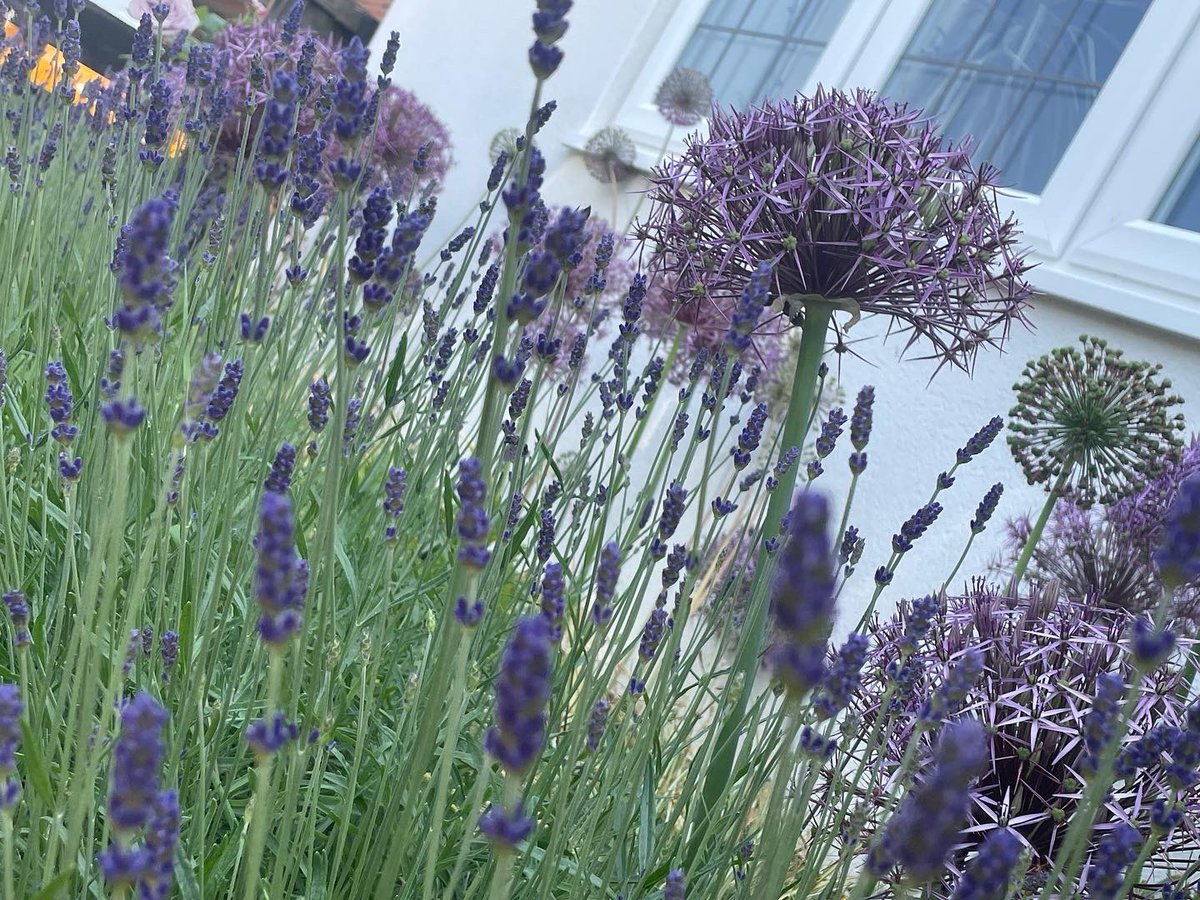 Christopher De Koning tweet media