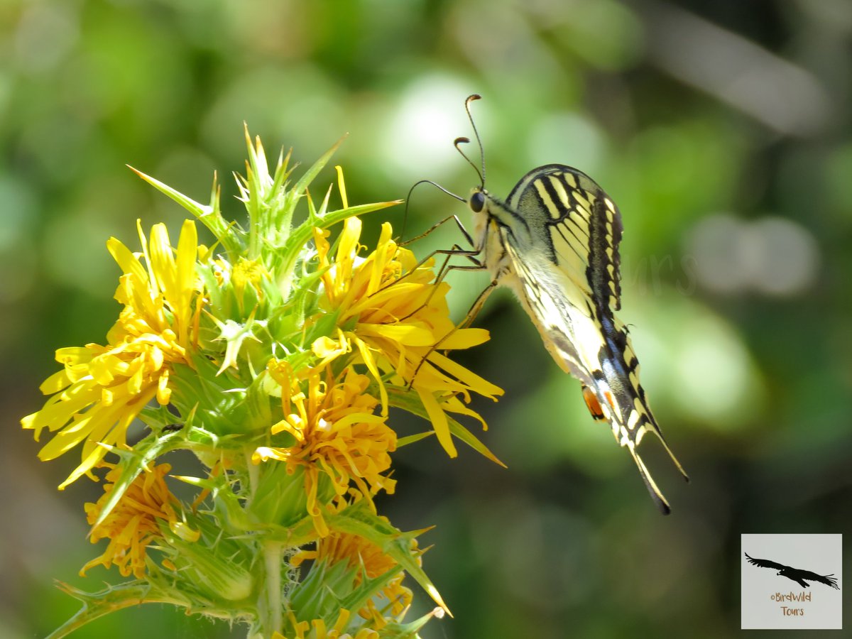 birdwildtours's tweet photo. The Swallow Tail is one of the largest and most beautiful butterflies to be found on the peninsula. 

https://t.co/G9awb3mMH0 

https://t.co/PKqsE74A4L

#Butterflies #SwallowTail #WorldSwallowTailDay  #SierraMorenaDeSevilla #NaturalPark https://t.co/vx9qh8ovmk