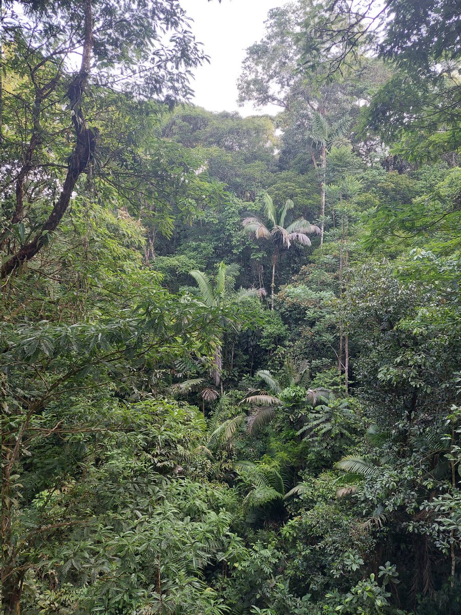 So grateful to our host partner school situated in the Costa Rica rain forest where our staff and students are having the trip of a life time. Thank you @TuringScheme_UK