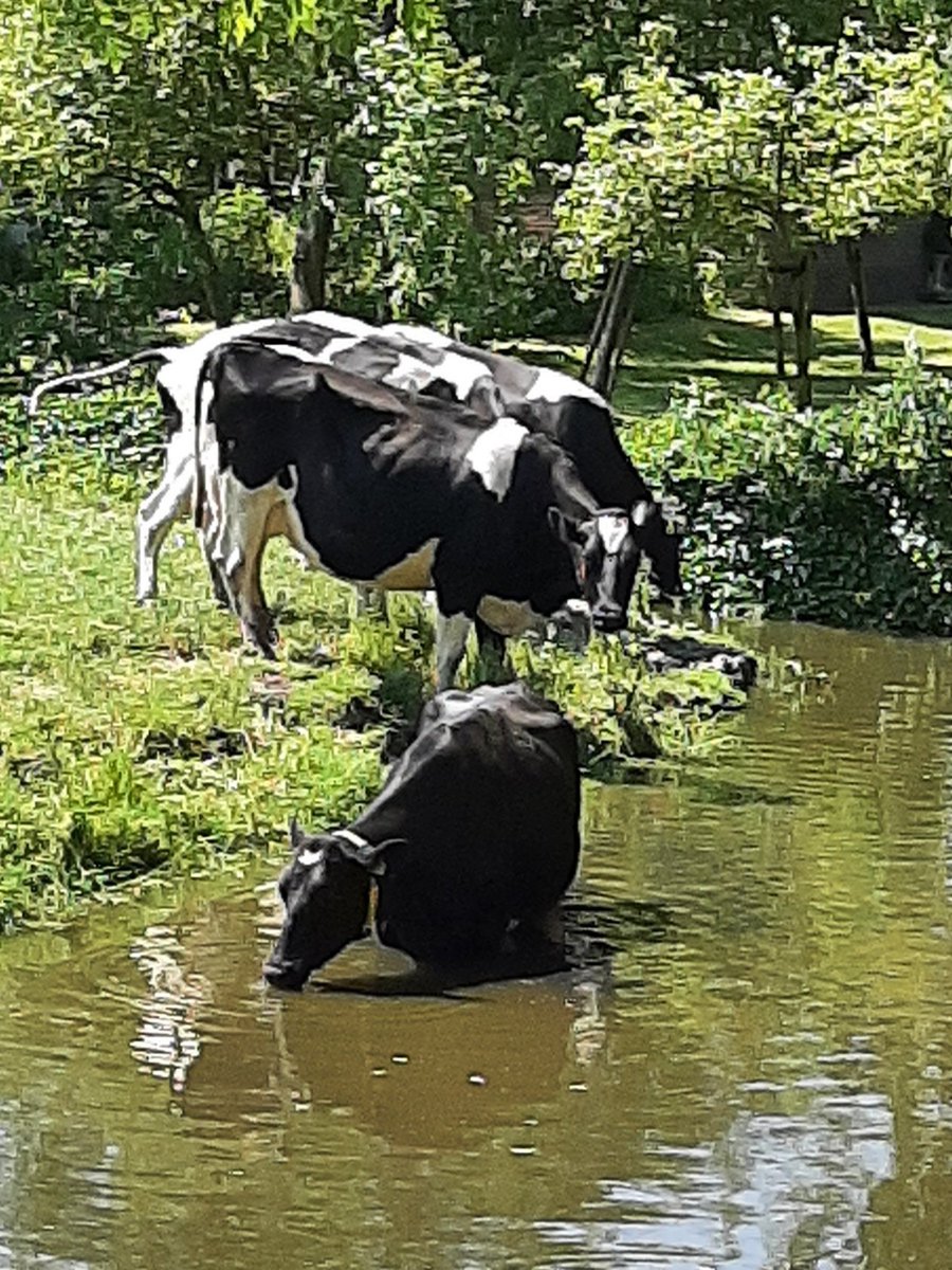 Deze dame liep doelbewust en relaxt het water in. Slimme #zeekoe of gebrek aan verkoelende #schaduwplekken?