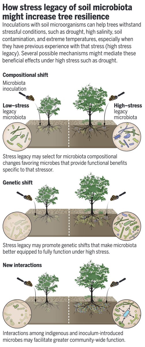 Soil microbiota transplanted from more stressful environmental conditions, such as drought or excessive heat or cold, can enhance tree tolerance to changing climates, researchers report in Science. 

📄: scim.ag/2Xq
#SciencePerspective: scim.ag/2Xp