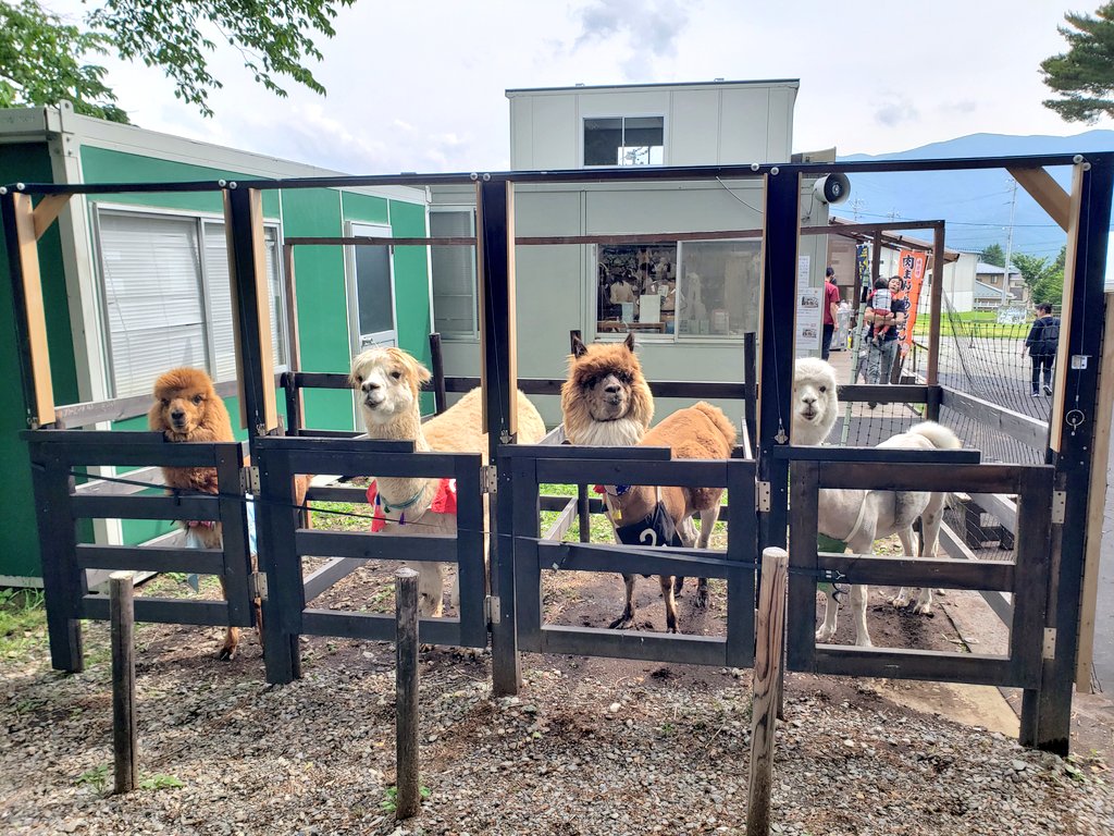 ipaka_'s tweet image. 何この可愛い生き物（アルパカ）