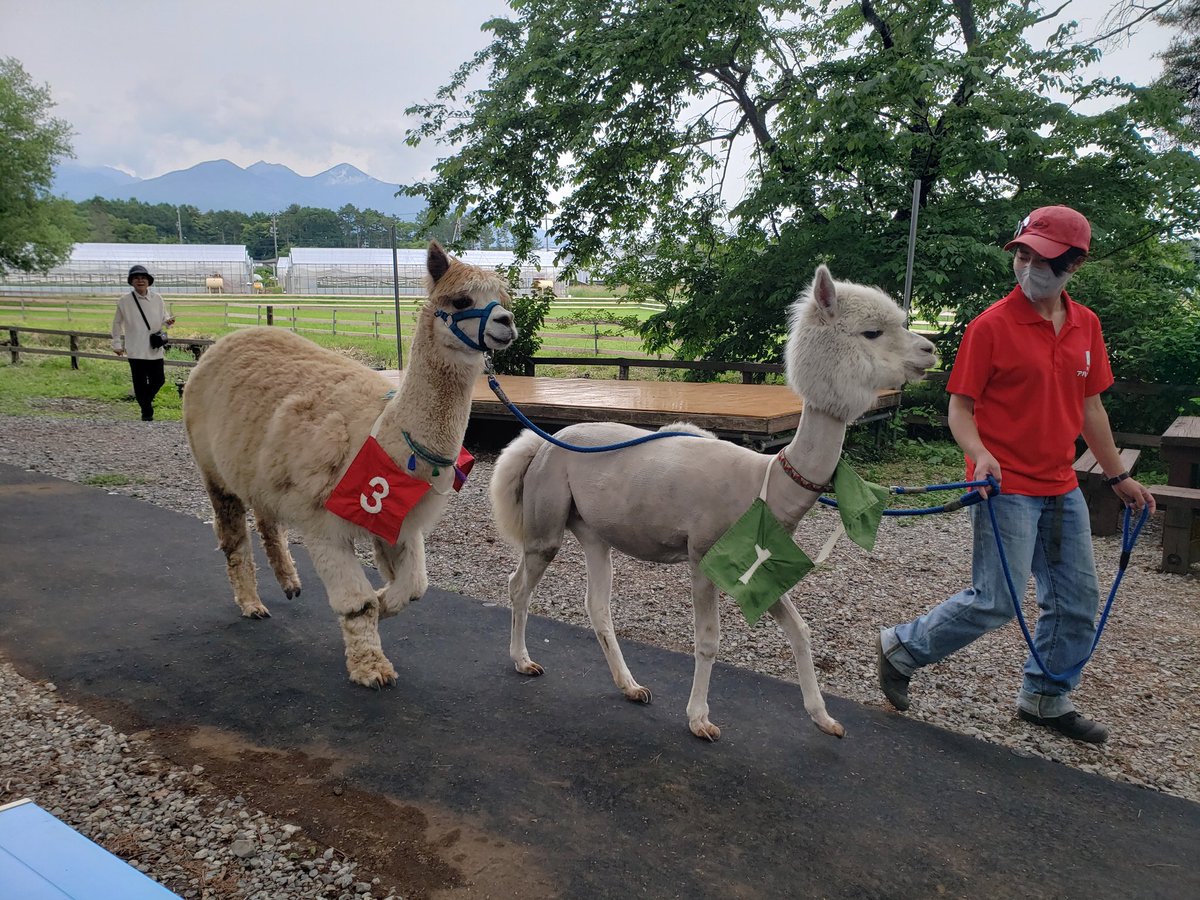 ipaka_'s tweet image. 何この可愛い生き物（アルパカ）