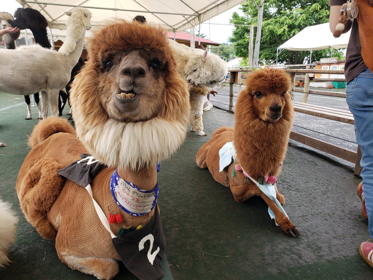 ipaka_'s tweet image. 何この可愛い生き物（アルパカ）