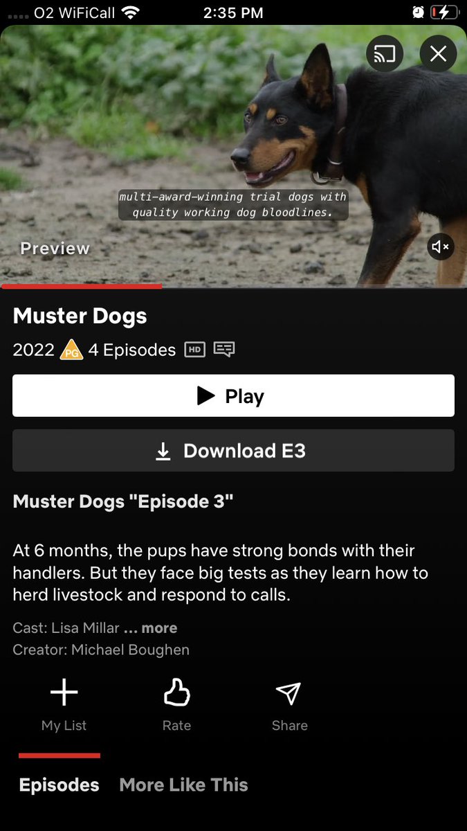 Lizhaines6's tweet image. Who’s been watching #MusterDogs on Netflix? If you like dogs and need something cheerful to watch at the end of a busy day on the farm I recommend this 😊 🐕 🇦🇺