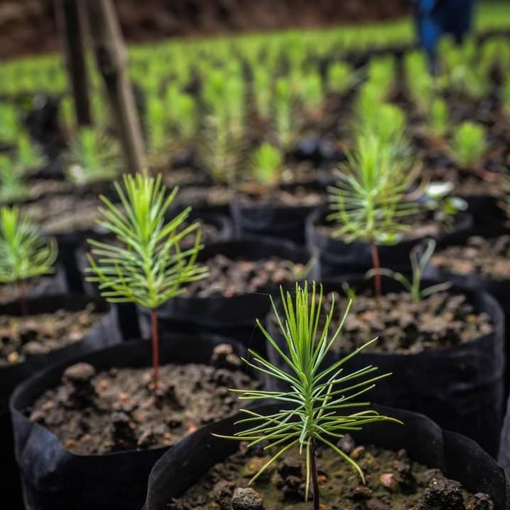 fundanaturalez1's tweet photo. Pequeños gigantes, pronto nuestras plantas en vivero serán parte de un área restaurada #forest4life #ConservaciónSV #BiodiversidadSV #NoMásFuego https://t.co/BPWuOky2Mv