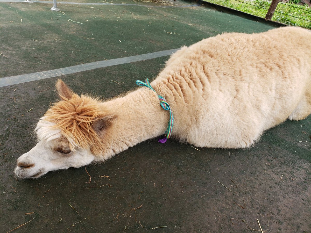 ipaka_'s tweet image. お疲れモードの最高齢モカちゃん
眠たいダービー最後尾だったニーナちゃん
アルパカだらけだった