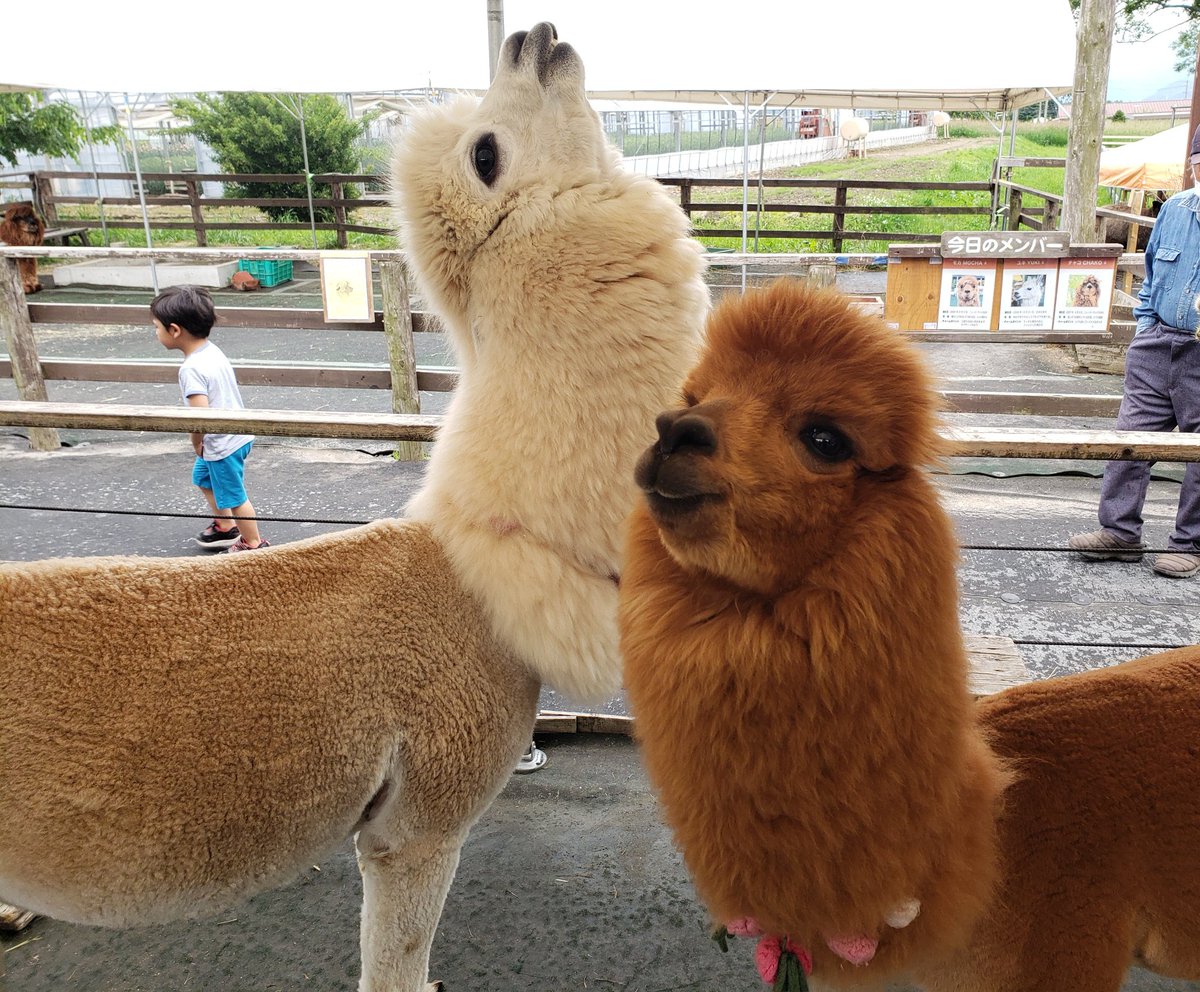 ipaka_'s tweet image. お疲れモードの最高齢モカちゃん
眠たいダービー最後尾だったニーナちゃん
アルパカだらけだった