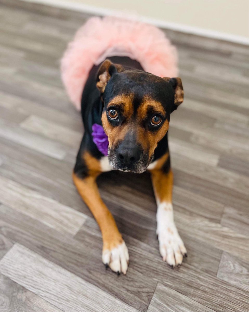 LolaPatolla's tweet photo. The shelter volunteer who kept Lucy a night while we arranged transport 
did a photo shoot for us.
Look at this beautiful girl.💗
Transport said Lucy is a SUPER friendly cuddle bug.
Village, let’s find this good girl a home!
Nationwide transport available!
https://t.co/zny1NoQ9lJ https://t.co/T3PmJnoI0A
