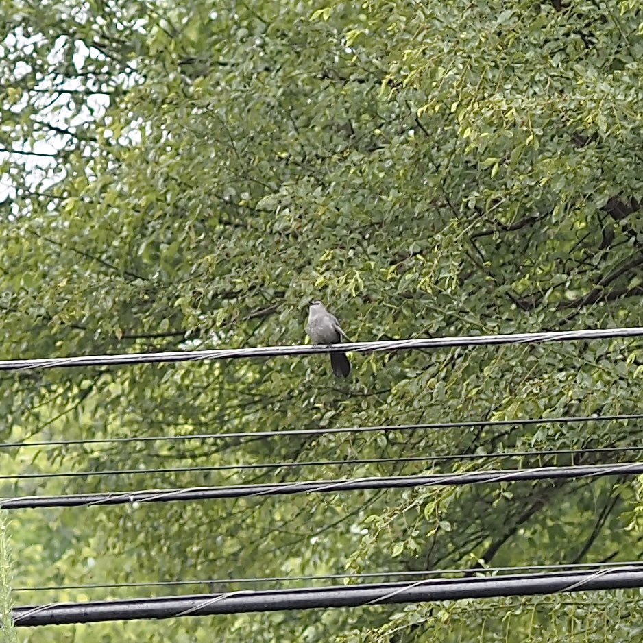 Short stabs of sweet song from this gray catbird in the backyard of the AirBNB in suburban Kansas City Midwest USA. Heavy skies notwithstanding 10 species in as many minutes. My 200th bird this year already so I'm going to clear previous years' totals with ease. @MerlinID