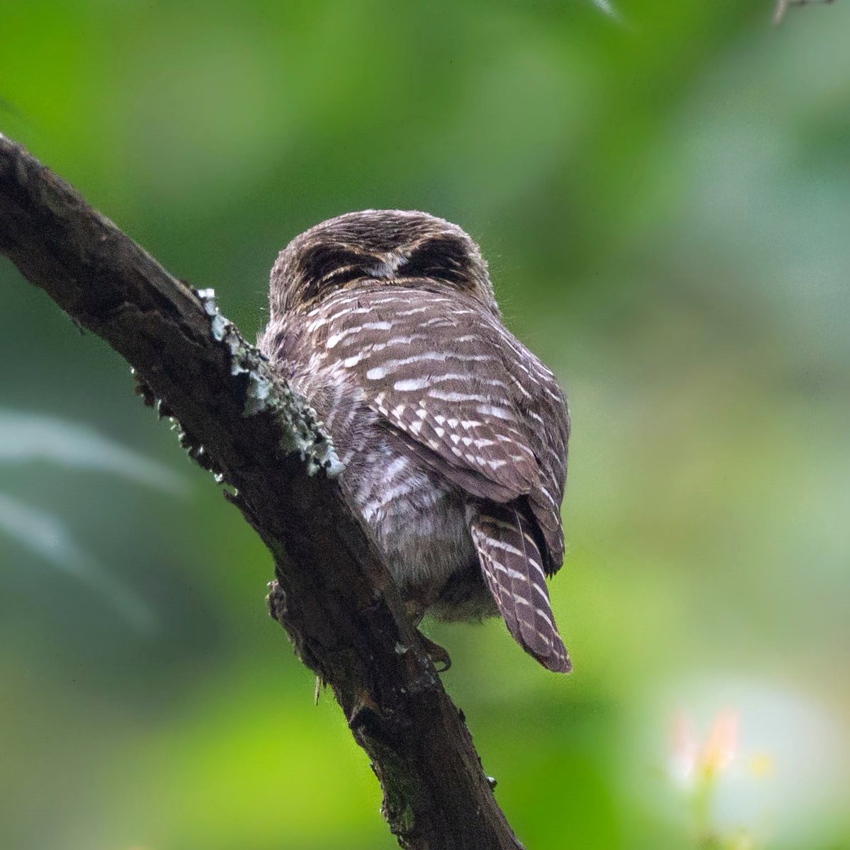 The collared owlet showing  its 'occipital face'.
#IndiAves #birds #BBCWildlifePOTD #birdwatching #NaturePhotography 
 
@WildlifeMag

@NatGeoIndia

@NatureIn_Focus

@WeNaturalists

@birdsoftheworld

 #birdphotography 
#birding
 #NatureBeauty
 #beautiful
#Canon