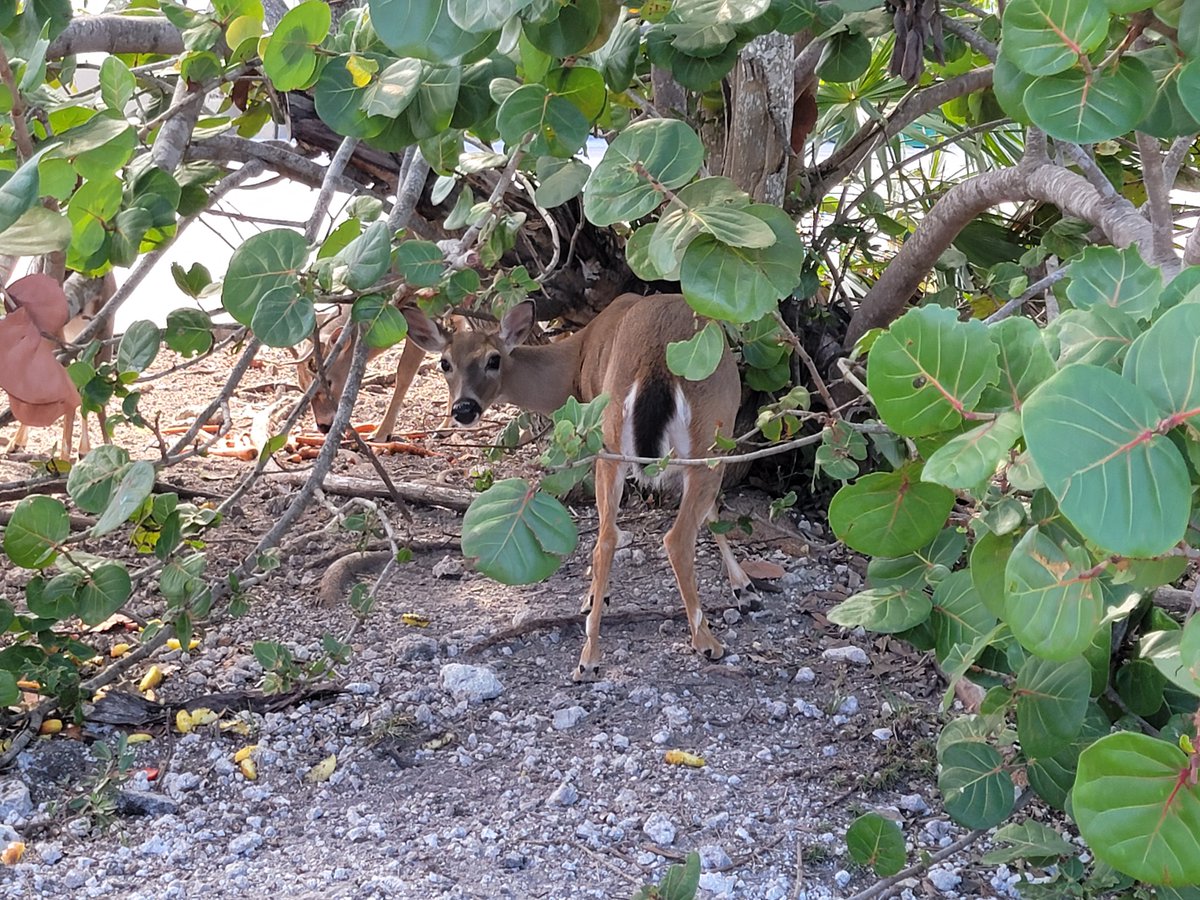 Key Deer in Big Pine - One of the rarest mammals in North America. 

#keydeer #ohdeer #deer #florida #floridakeys #tropicalvibes #islandvibes #flkeys