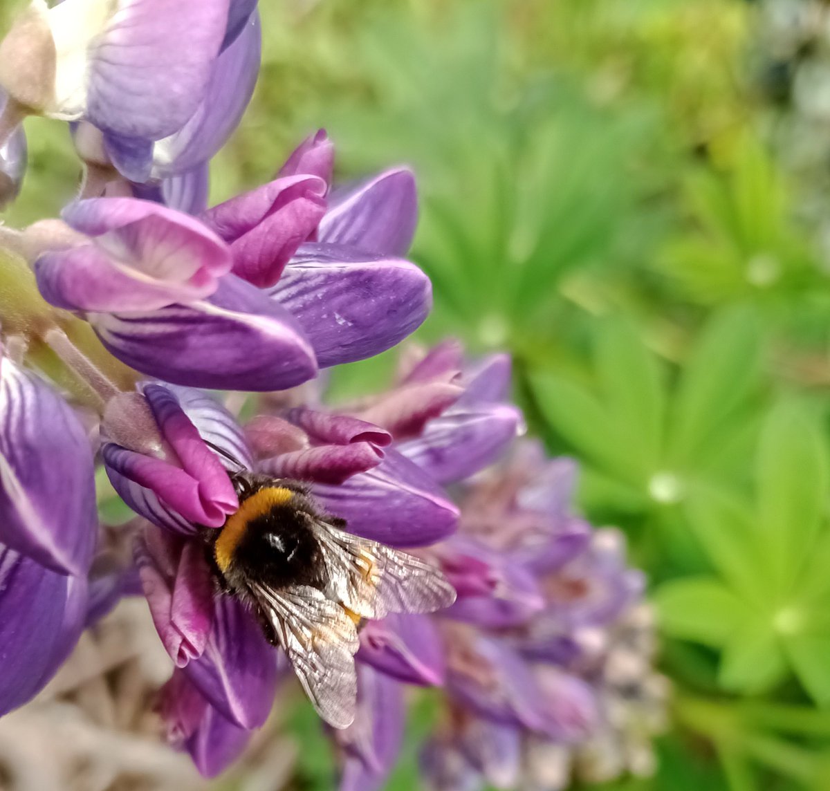 Bees definitely enjoying the lupins #pollinators #garden