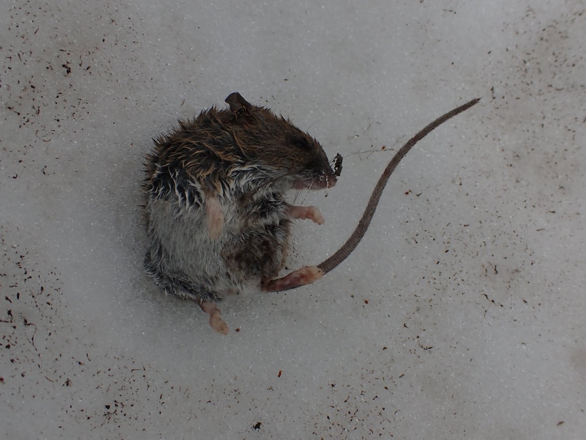 ねずみʢ•·̫•ʡ スミス通商 ねずみとりもち チュートル一番 10p 4580497872138 1