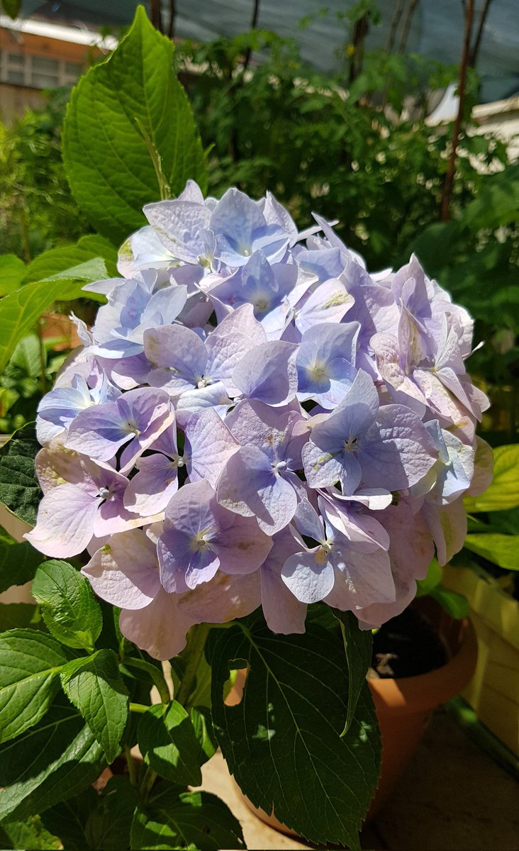 gulcangemec's tweet photo. Ebruli Ortanca 💐
#Hydrangeamacrophylla #Colorful #Flowers #Colors #terracehome #GardeningTwitter #fotografia #sunset #flowerphotography https://t.co/bBngdQz63a