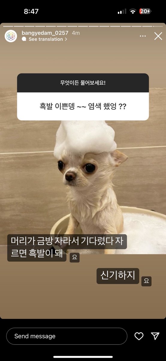 moodyaao's tweet photo. the dogs yedama 😭😭😭 https://t.co/YfXcAYTdHZ