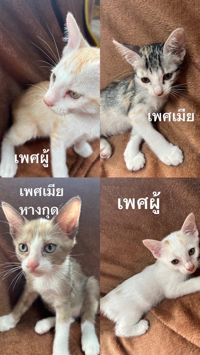 คุณโดมาออกมาแล้วนะ tweet media