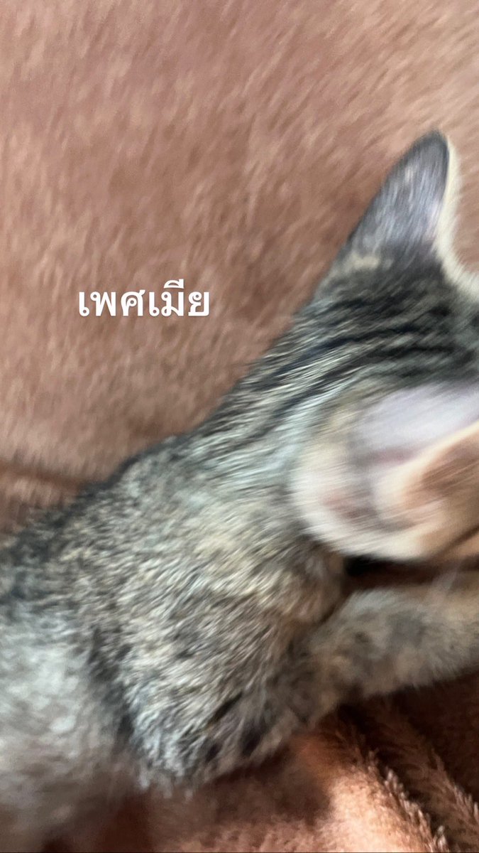 คุณโดมาออกมาแล้วนะ tweet media