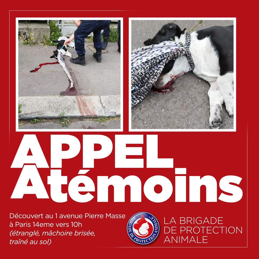 📣 APPEL À TÉMOINS

Nos membres des forces de l’ordre ont fait une horrible découverte ce matin.
Un pauvre chien décédé au 1 avenue Pierre Masse à #Paris 14eme, mâchoire brisée, traîné au sol.

Si vous reconnaissez ce chien, envoyez-nous un MP.
Une plainte #BPA va être déposée.