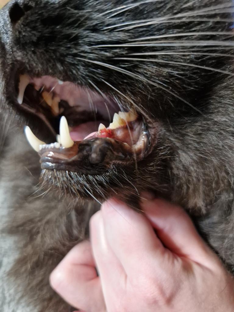 У моих родителей у обоих котов пошло воспаление десен. Связывались со стоматологом, которая оперировала Мурку - Цой Марина Михайловна. Сказала Кусе частичное удаление зубов,так как воспаление дальше пойдёт вплоть до рака. У Тоши дела получше, нужно удалить только один зуб.