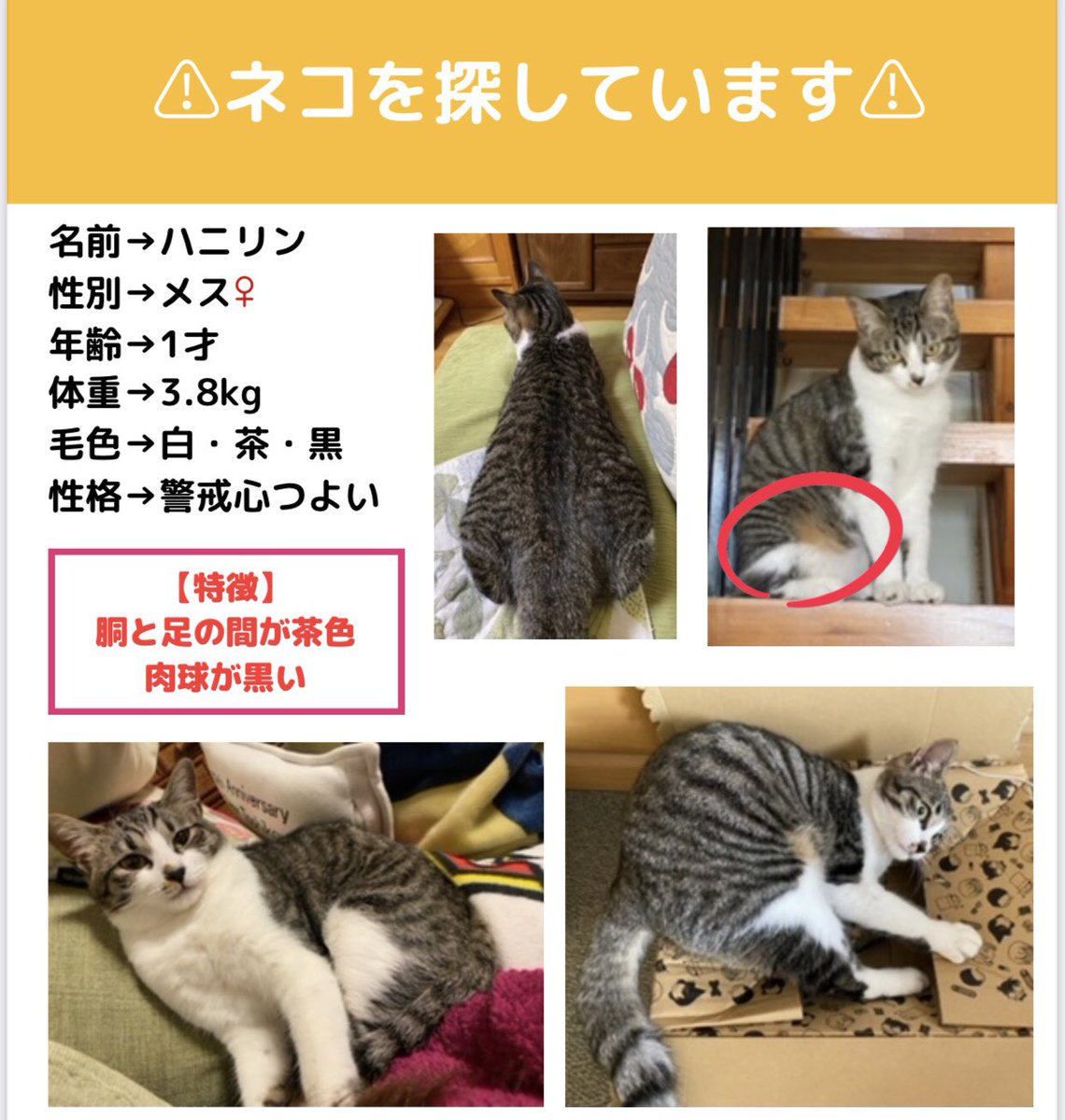 ⚠️ネコちゃんを探しています⚠️ 
見かけたら、DMお願いします🙏

状況・窓から逃げてしまった
名前・ハニリン♀
場所・埼玉県・深谷市
体重・3.8kg 年齢・1才
種類・雑種、キジシロ
毛色・白、茶、黒
特徴・肉球が黒い

⚠️ 拡散希望⚠️ 
#ネコちゃん探偵のプロ #迷子猫 #ペット探偵 #埼玉県 #深谷市