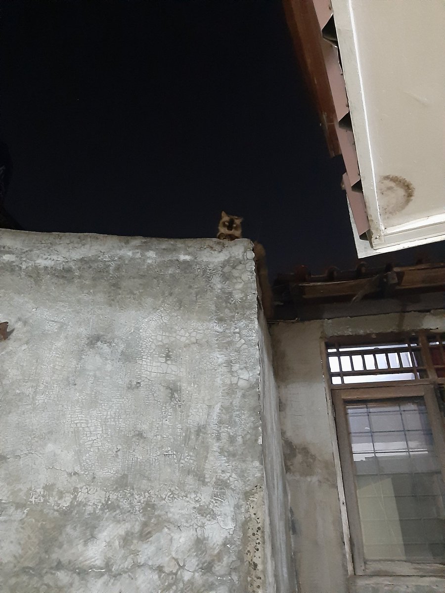 tutuptopples's tweet photo. @kochengfs Ditemukan kucing ras siam seperti difoto. Lokasi kemanggisan
Jika ada babu yg merasa kehilangan majikannya, silakan dm ya https://t.co/XRlx7vFGCe
