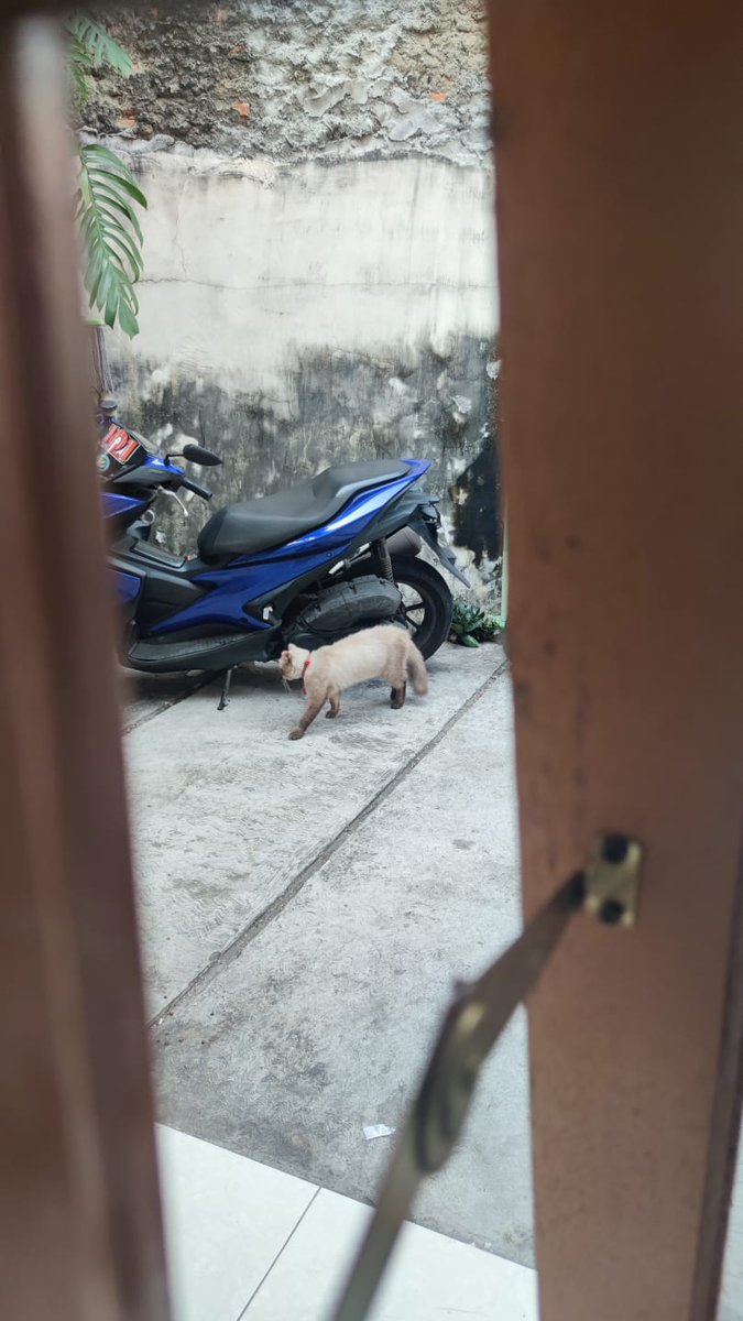 tutuptopples's tweet photo. @kochengfs Ditemukan kucing ras siam seperti difoto. Lokasi kemanggisan
Jika ada babu yg merasa kehilangan majikannya, silakan dm ya https://t.co/XRlx7vFGCe