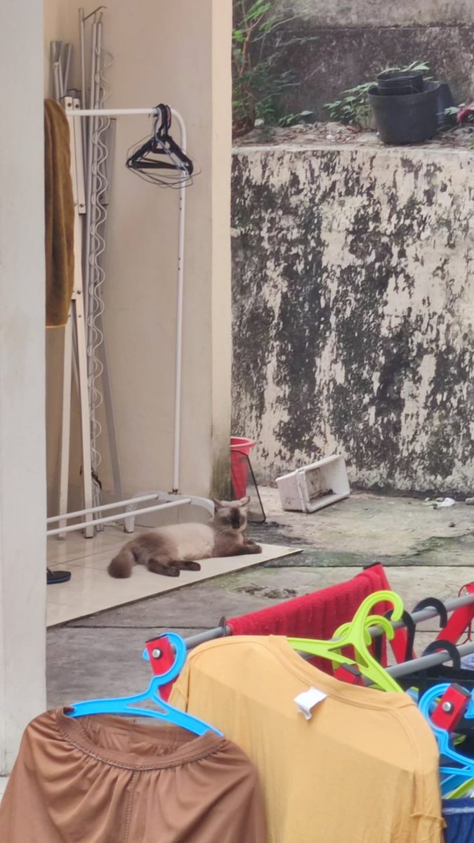 tutuptopples's tweet photo. @kochengfs Ditemukan kucing ras siam seperti difoto. Lokasi kemanggisan
Jika ada babu yg merasa kehilangan majikannya, silakan dm ya https://t.co/XRlx7vFGCe