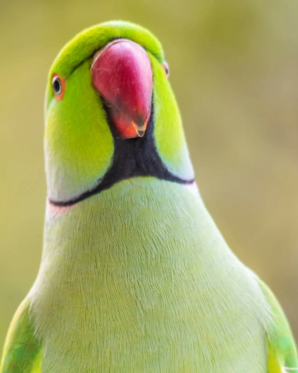 samthebirder tweet media