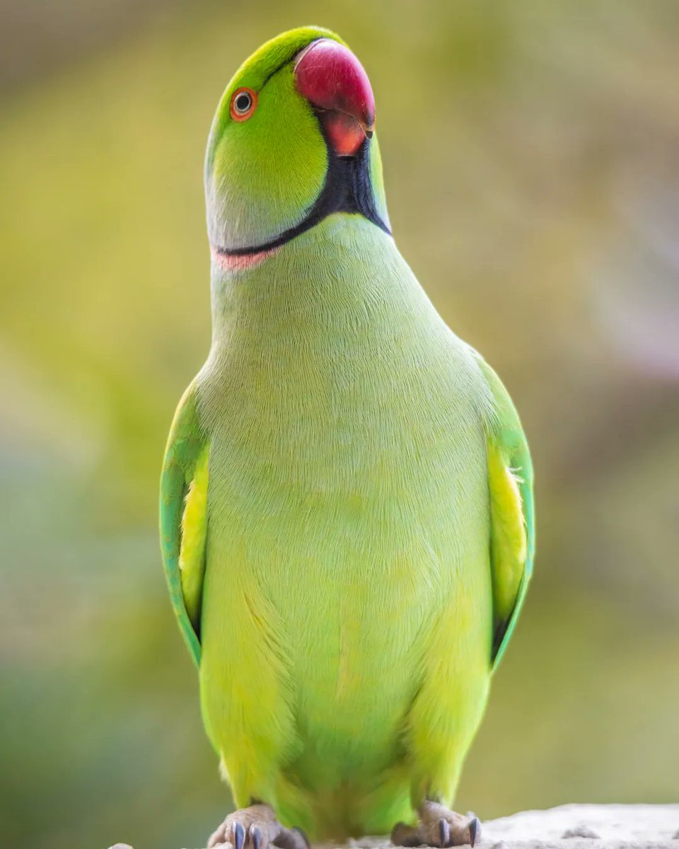 samthebirder tweet media