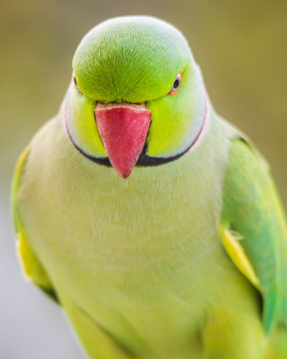 samthebirder tweet media