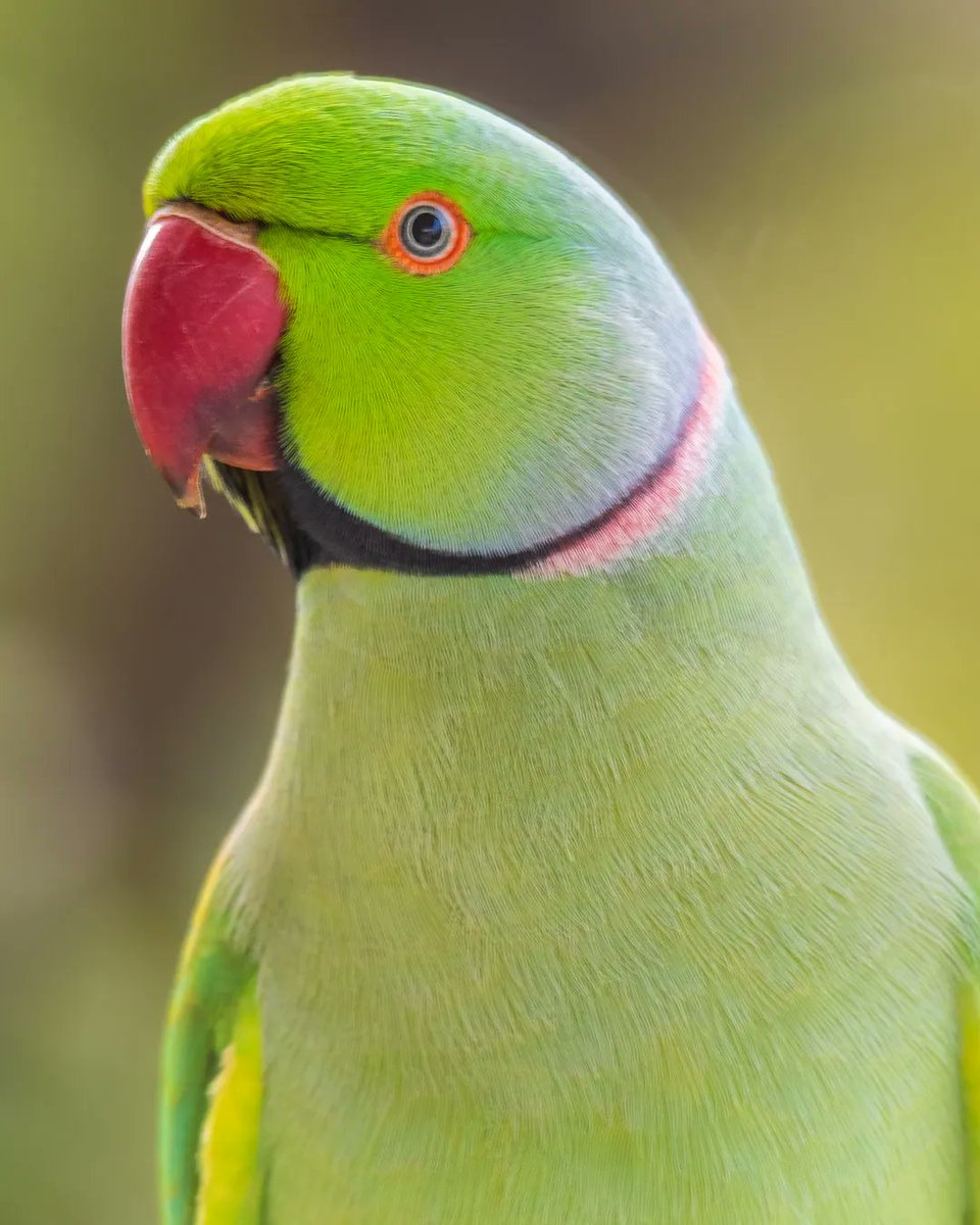 samthebirder tweet media