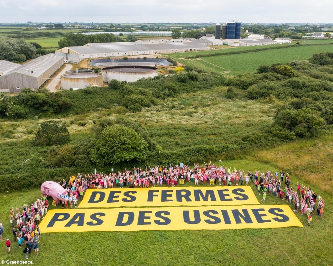 🚨 Greenpeace en action contre la ferme-usine de Landunvez !

En Bretagne, la préfecture a donné l'autorisation d’agrandir une méga-ferme à 12 000 porcs

Pollutions du littoral, contestations locales, décisions de justice : rien n’y fait. Le préfet persiste et signe

C’est NON❌