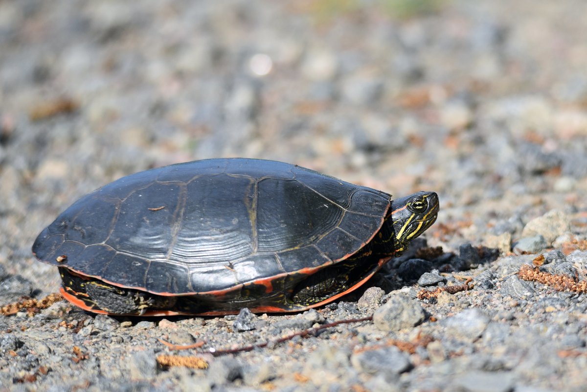 It's turtle time! Remember to watch for turtles crossing the road. Many are on the move as they seek out places to lay eggs. This western painted turtle was spotted basking in the sun on a dirt road in Minnesota.

📷 Courtney Celley/USFWS
