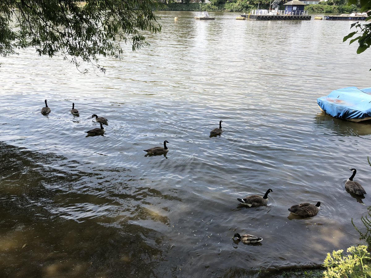 Strand on the Green Association tweet media