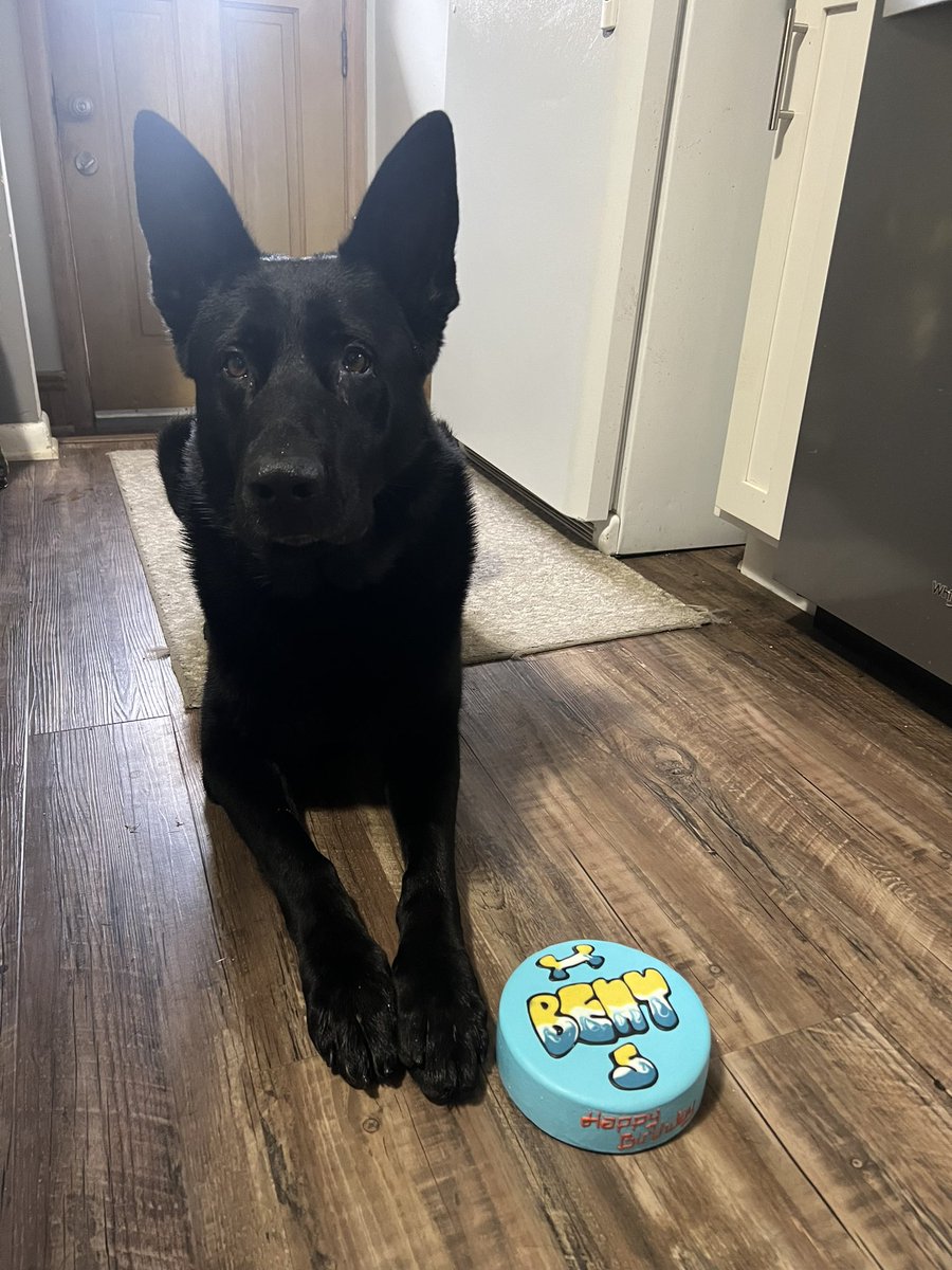 Happy 5th Birthday K9 Beny! 🎈#happybirthday #policek9 #gsd #dogbirthday #cakeforbreakfast