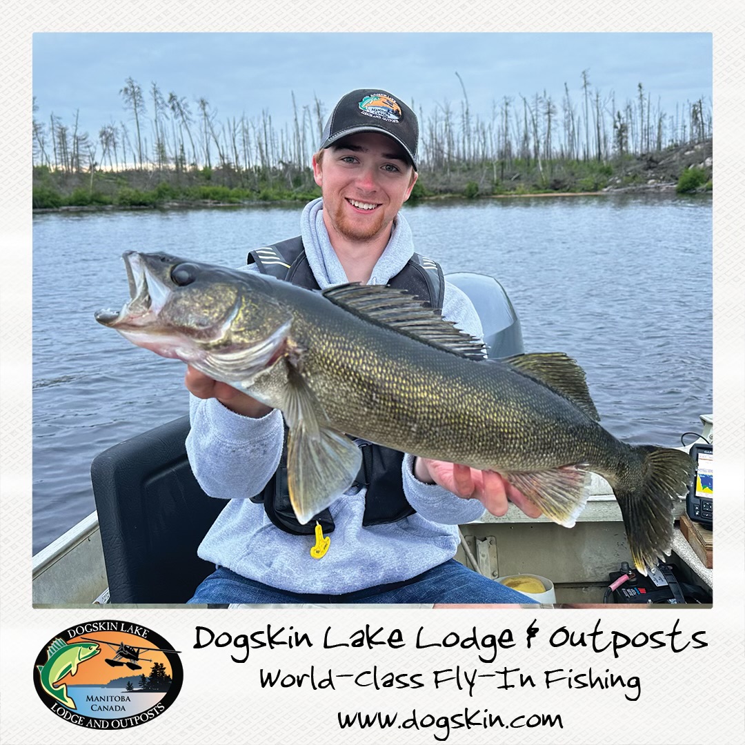 FishDogskin's tweet image. Guide Ayden getting into some big walleye

#manitoba #manitobamonster #masterangler #dogskinlakelodge #travelmanitoba #catchandrelease #walleye #northern #pike #lund #lundboats #yamahaoutboardmotors #huntfishmb #fish #fishing #lake #bait