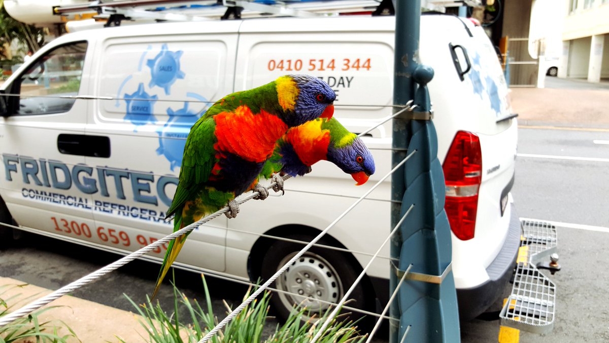 bastaki1976's tweet image. أحد أنواع طائر الببغاء التي لا أعرف نوعها
غولد كوست- سيرفرس بارادايس 2016
#تصويري 
#samsungNote5