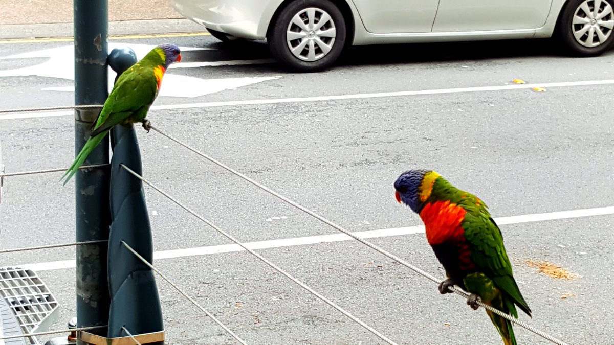 bastaki1976's tweet image. أحد أنواع طائر الببغاء التي لا أعرف نوعها
غولد كوست- سيرفرس بارادايس 2016
#تصويري 
#samsungNote5