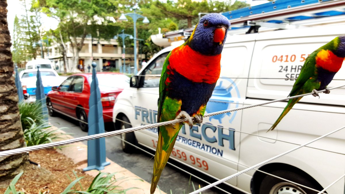 bastaki1976's tweet image. أحد أنواع طائر الببغاء التي لا أعرف نوعها
غولد كوست- سيرفرس بارادايس 2016
#تصويري 
#samsungNote5