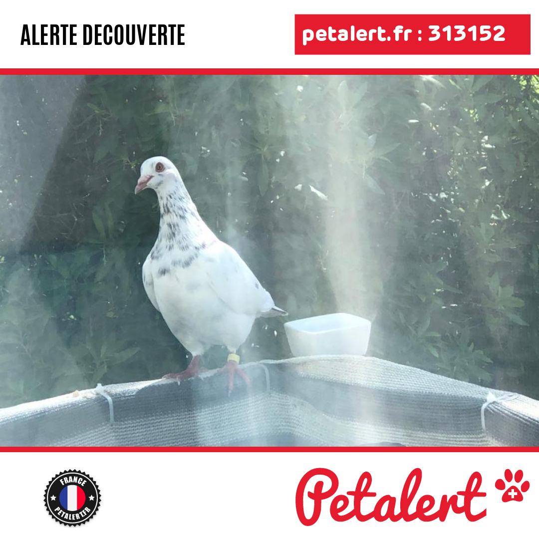 Trouvé #Oiseau #LoireAtlantique #Vertou #Petalert  #PetAlert44 / p3t.co/Gv56J