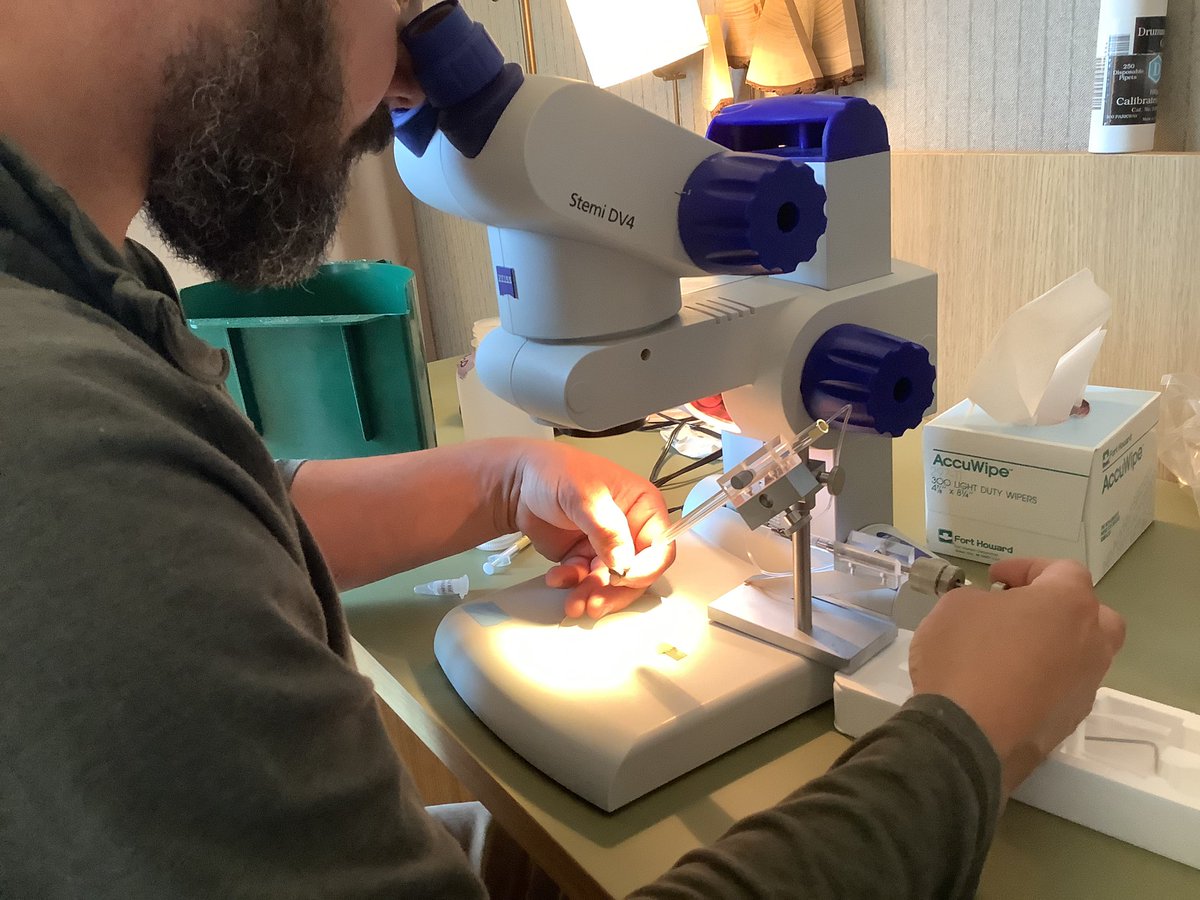 WSU Bee Research (@wsubees) on Twitter photo Dr Brandon Hopkins collects semen from Carniolan honey bee drones. Most of the collected semen will be cryopreserved in liquid nitrogen and placed in the WSU Honey Bee Germplasm Repository for later breeding program use via instrumental insemination.
<a href="/wsucahnrs/">WSU CAHNRS</a> <a href="/WSUEntomology/">WSU Entomology</a> Dr Brandon Hopkins collects semen from Carniolan honey bee drones. Most of the collected semen will be cryopreserved in liquid nitrogen and placed in the WSU Honey Bee Germplasm Repository for later breeding program use via instrumental insemination.
<a href="/wsucahnrs/">WSU CAHNRS</a> <a href="/WSUEntomology/">WSU Entomology</a>