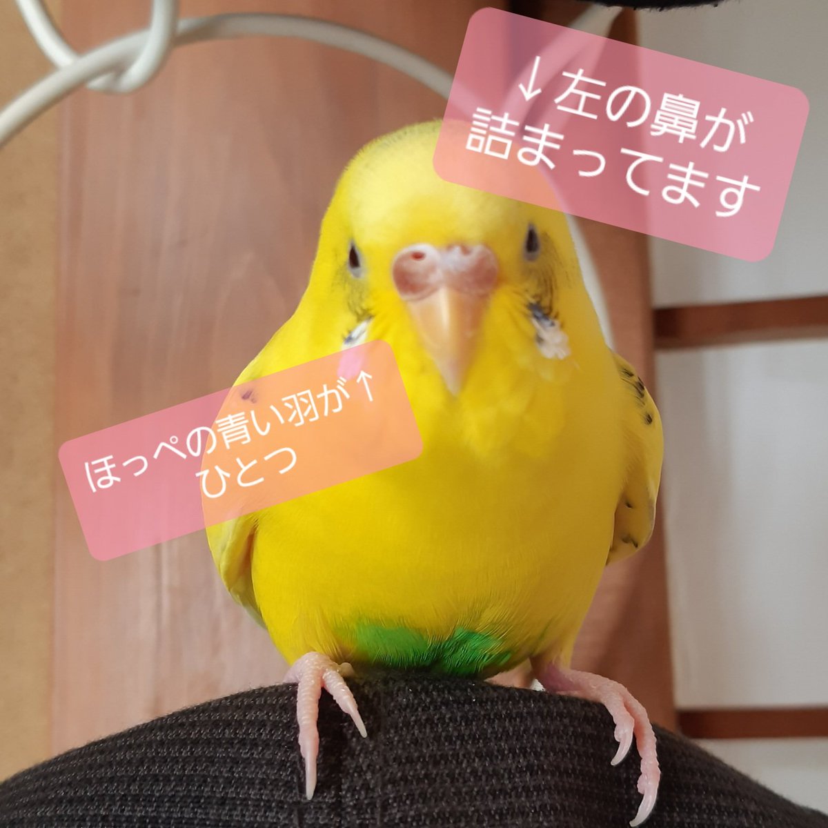piropiyo's tweet photo. 【セキセイインコ探してます】#川崎 #高津区 #宮前区 #田園都市線 #大井町線 #南武線  #多摩川 #迷子鳥
今日で2年5ヵ月経ってしまいました。月に一度、呼び掛けさせて頂いてます。もう難しいのは重々分かっていますが、一人でも多くの方に見て頂きたい私の我儘です。どうかお願いします。 https://t.co/kofkKrzaf5