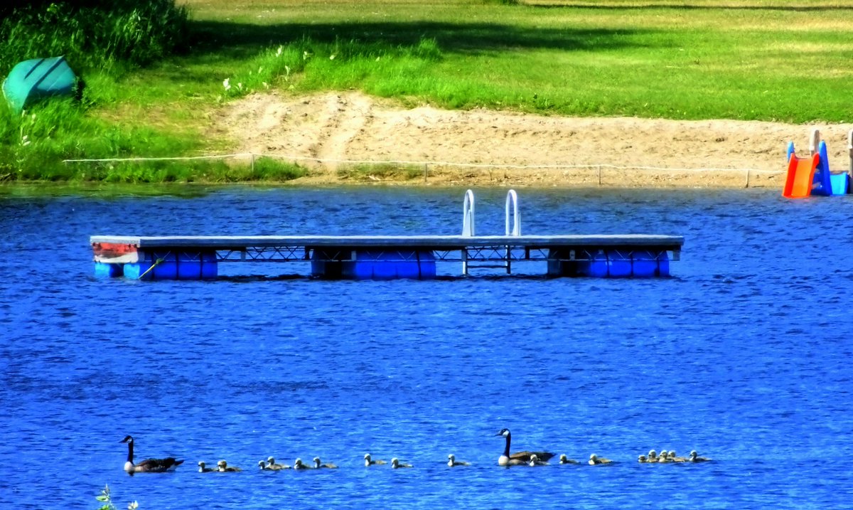 'Taking the Kids to the Beach' - Canada Geese Parents Cruising with the Kids on Lake Riviera on a Hot June Afternoon in La Coulee, Manitoba #June2023 #canadageese #goslings #BirdTwitter #birdphotography #wildlifephotography #candidphotography #LakeRiviera #LaCoulee #DawsonTrail