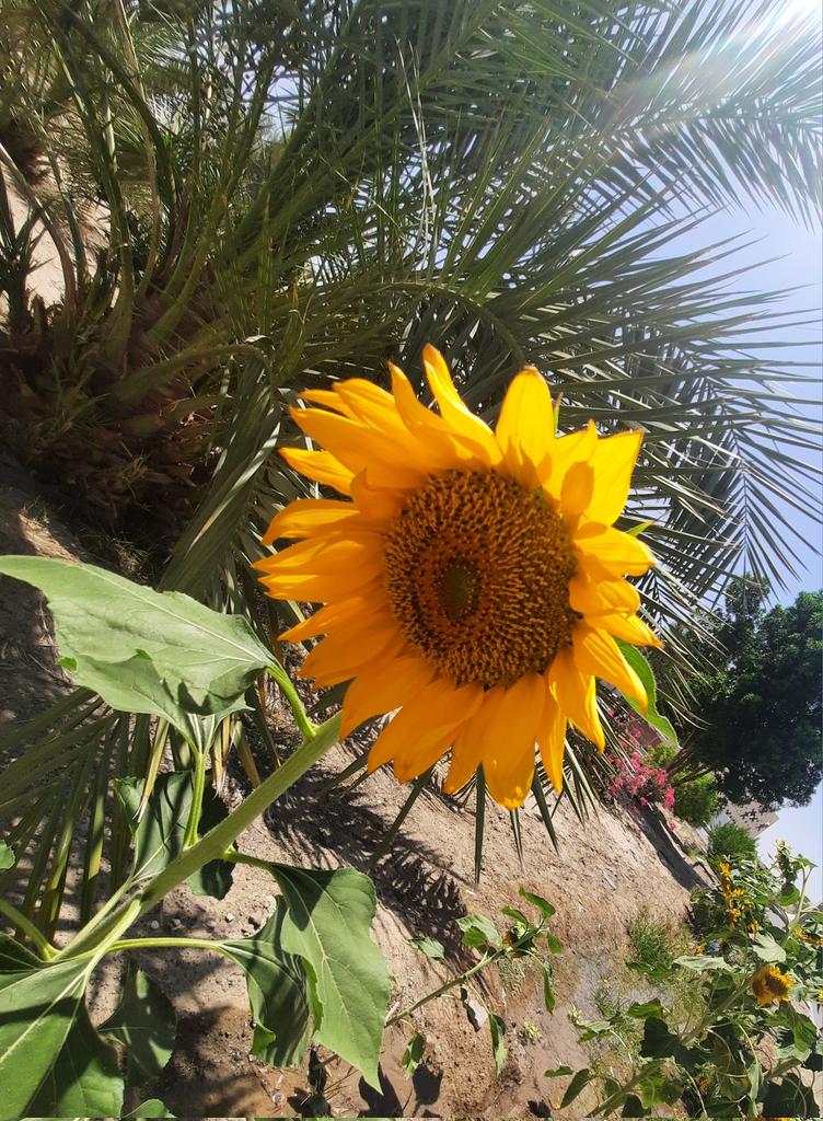 ولی آفتابگردون🌻>>>>>>>